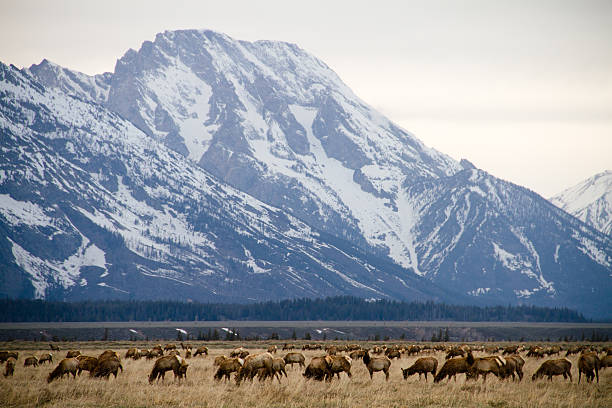 Elk and Mount Moran stock photo