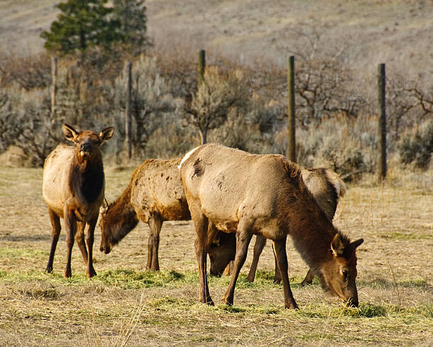 Elk at the Feeding Station The Oak Creek Wildlife Area has 94,718 acres of sparsely timbered grassland near the confluence of the Tieton and Naches Rivers. It was established in 1939 to provide supplemental winter feeding for the Yakima elk herd, which has about 12,000 animals. The Oak Creek Wildlife Area is in Naches near Yakima, Washington State, USA. jeff goulden deer stock pictures, royalty-free photos & images