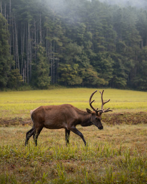 Elk Grazing on a Foggy Morning stock photo