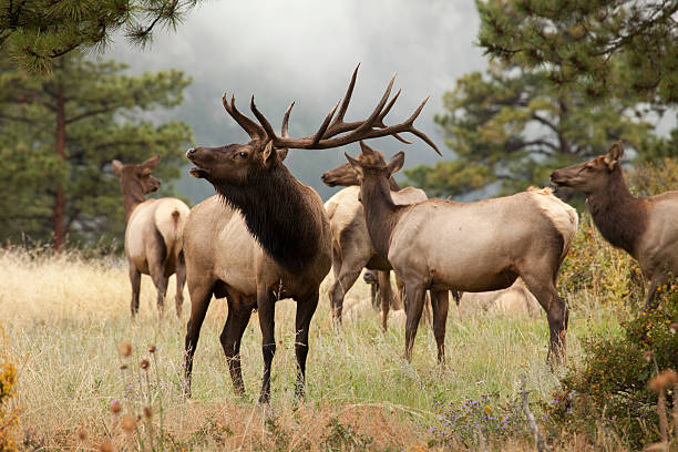 Elk herd in Colorado mountains stock photo