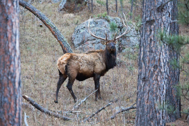 Elk in the Black Hills stock photo