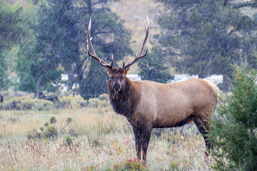 elk-in-the-rain-picture-id968894372?b=1&k=20&m=968894372&s=170667a&w=0&h=35mZbjonefuYJjCl6uluDA_fqoW1Bm5q6fSmgjYc5gY=