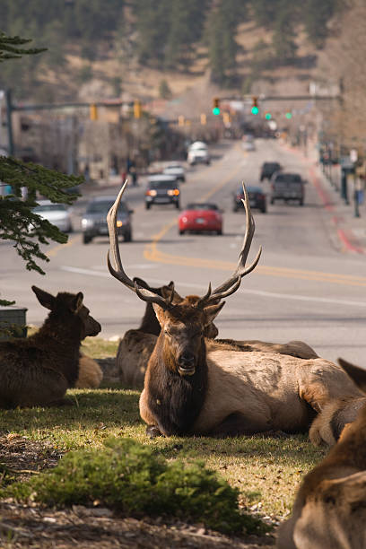 Elk in town stock photo