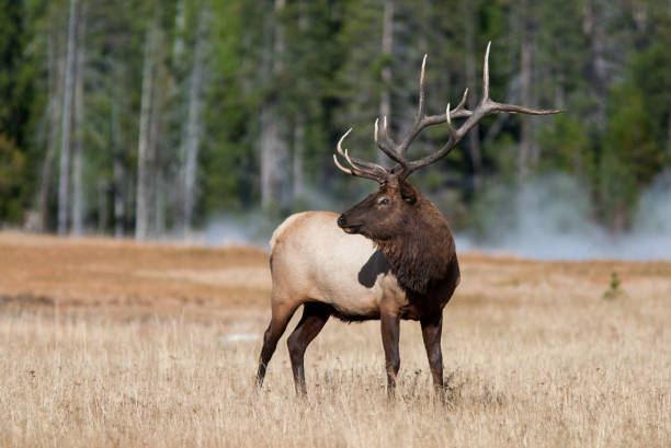 Elk in Yellowstone National Park stock photo