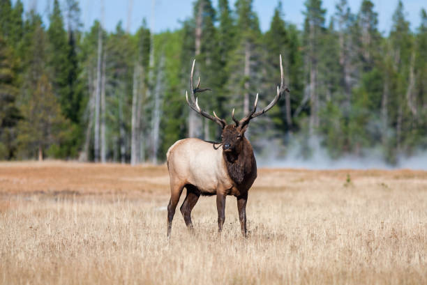 Elk in Yellowstone stock photo