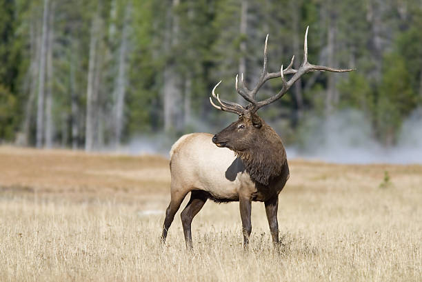 Elk on field at the Yellowstone stock photo