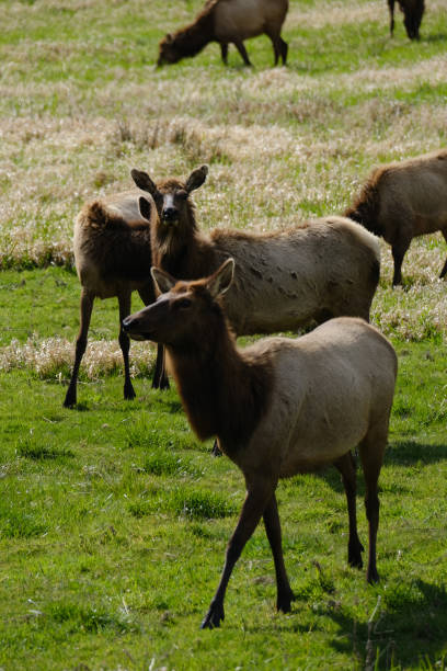 Elk stock photo