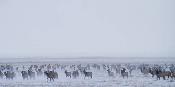 Elk Running stock photo