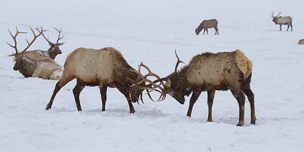 Elk Spar II stock photo