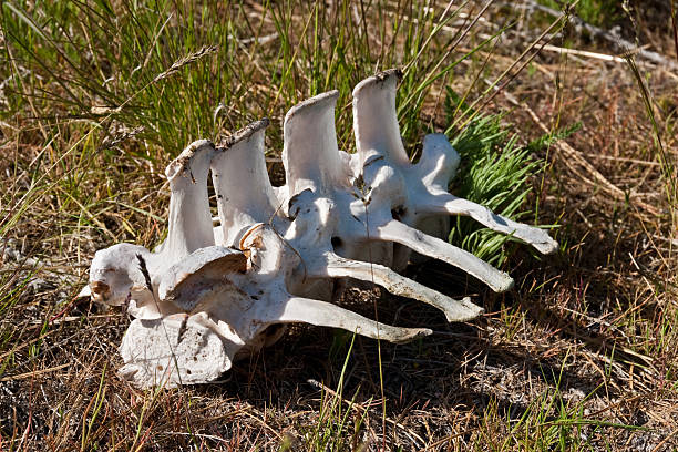 Elk Vertebrae These elk vertebrae were photographed at Ainsley Canyon in the L. T. Murray State Wildlife Recreation Area near Thorp, Washington State, USA. jeff goulden deer stock pictures, royalty-free photos & images