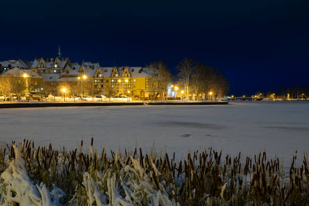 älg vinter panorama på natten - roe deer bildbanksfoton och bilder
