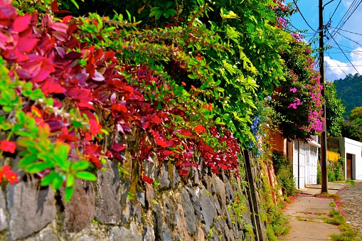 An vibrant embankment of lush foliage along a street in Antigua, Guatemala