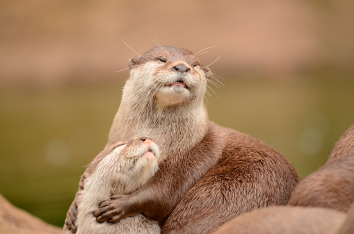 Asian Short Clawed Otter Hugging