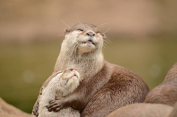 Embrace Asian Short Clawed Otter Hugging otter photos stock pictures, royalty-free photos & images