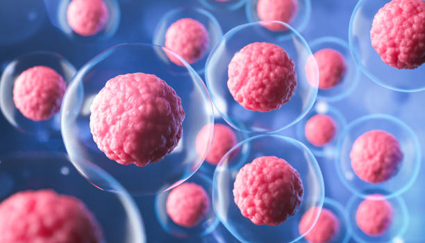Embryonic stem cell stock photo