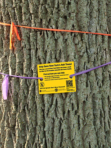 Emerald Ash Borer Beetle sign Syracuse, New York, USA  July 1, 2014: Emerald Ash Borer Beetle sign emerald ash borer stock pictures, royalty-free photos & images