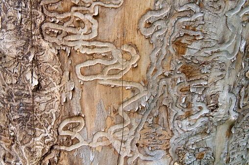 Traces of the emerald ash borer on the trunk of a dead ash in Michigan - like the death sentence for the tree, written under the bark; the emerald ash borer (Agrilus planipennis or Agrilus marcopoli) is a non-native invasive insect from Asia; the green beetle, accidentally introduced by overseas shipping containers into the USA, spread from Michigan through the Midwest and threatens to kill most of the ash trees in North America; shallow DOF