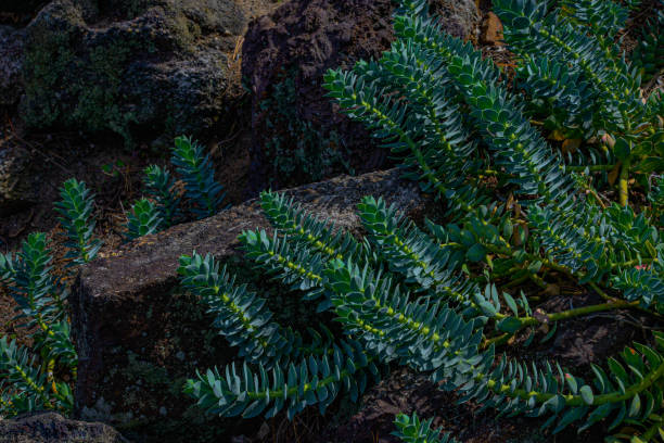 emerald groundcover - burt forest imagens e fotografias de stock
