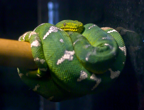 Close-up portrait of an emerald tree boa wrapped on a tree branch looking around