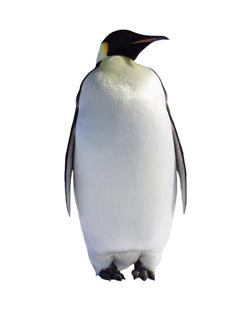 Emperor penguin stock photo