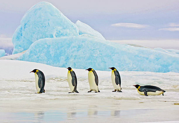 Emperor Penguins and Blue Iceberg Five Emperor Penguins traveling on the ice in front of a blue iceberg, Antarctica. penguin photos stock pictures, royalty-free photos & images