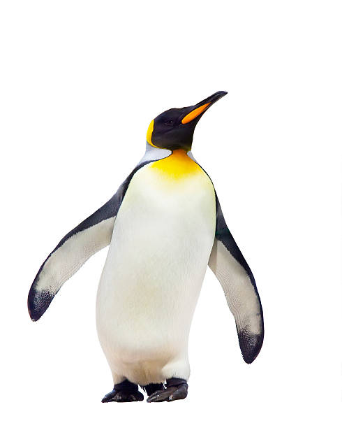 Emperor penguins Emperor penguins. isolated on white background penguin photos stock pictures, royalty-free photos & images