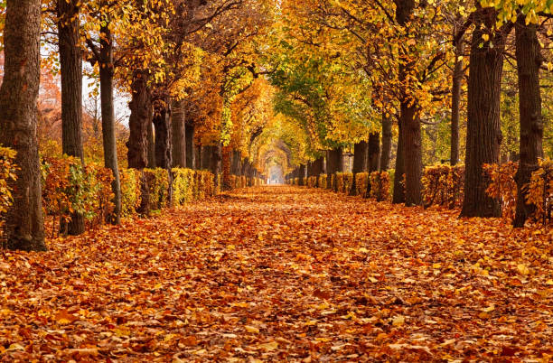 leeg steegje bedekt door loof in autumn park, wenen, oostenrijk - japanse vallende bladeren stockfoto's en -beelden