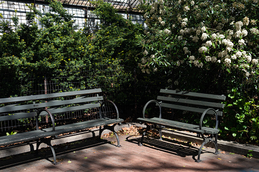 Empty wood benches with green plants and blooming white flowers at a small park on the Upper East Side of New York City during the spring