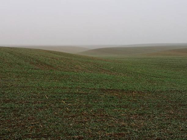 Empty crops field with a winter mist stock photo