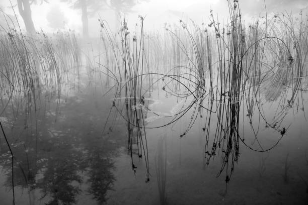 Empty foggy lake stock photo