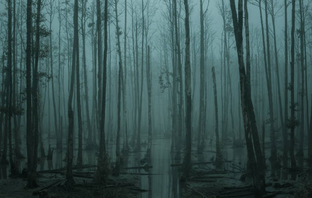 leeg, mistig moeras in het humeurige bos - broekland stockfoto's en -beelden