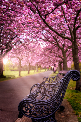 A empty park bench at an small alley under defocused cherry trees in full blossom during sunset time