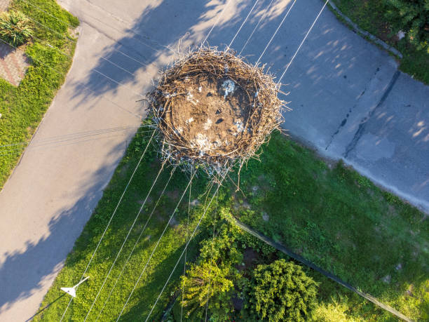 empty stork nest on a power pole in eastern Poland stock photo