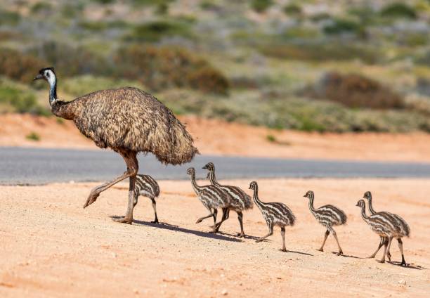 185 Emu Chick Stock Photos, Pictures &amp; Royalty-Free Images - iStock