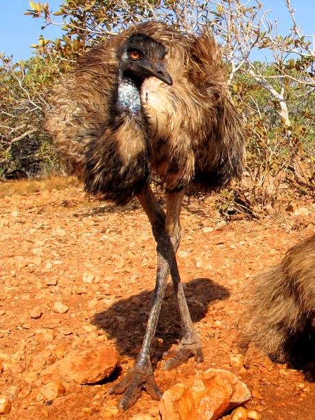 emu, australia stock photo