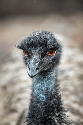 Emu closeup in the wild.
