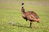 istock Emu in Australia 498448981