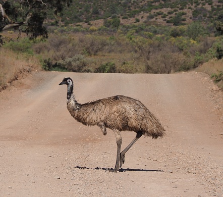 Emu in the middle of the rocky road.