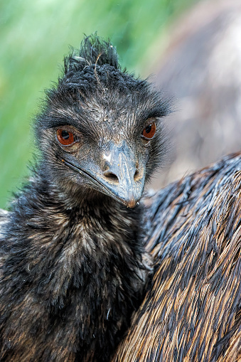 Australian native Emu Close up