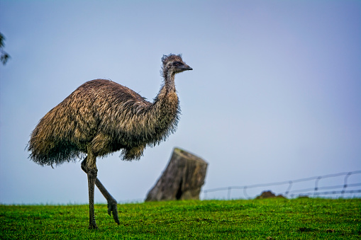 Australian native Emu