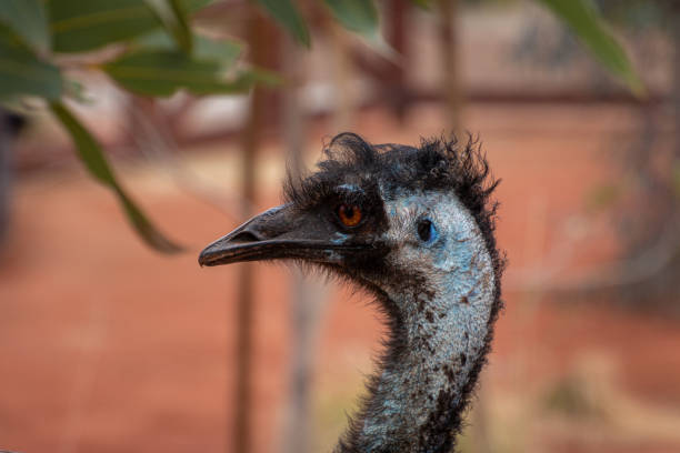 emu stock photo