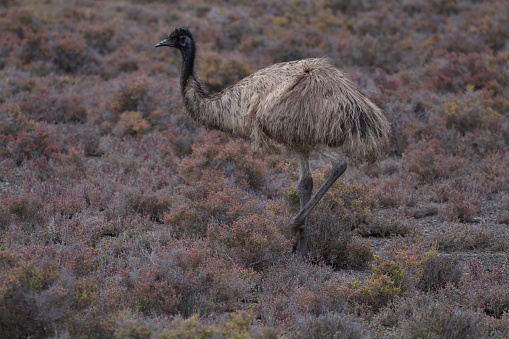 Emu roaming in Coffin Bay National Park, South Australia