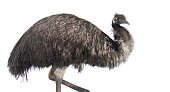 istock Emu 1359246107