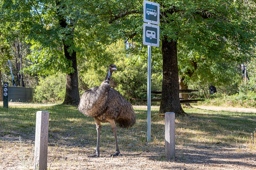 Emu walking in a parking lot. Grampians National Park, Victoria, Australia