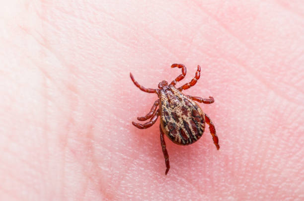 encefalitis virus of ziekte van lyme besmette teek arachnid insect op huid - lyme stockfoto's en -beelden