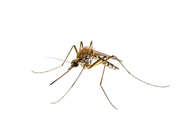 encefalitis, gele koorts, malaria ziekte of zika virus geïnfecteerde culex mug parasiet insect macro geïsoleerd op witte achtergrond - muggen stockfoto's en -beelden