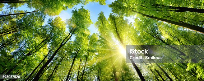 istock Enchanting sunshine on green treetops 598057526