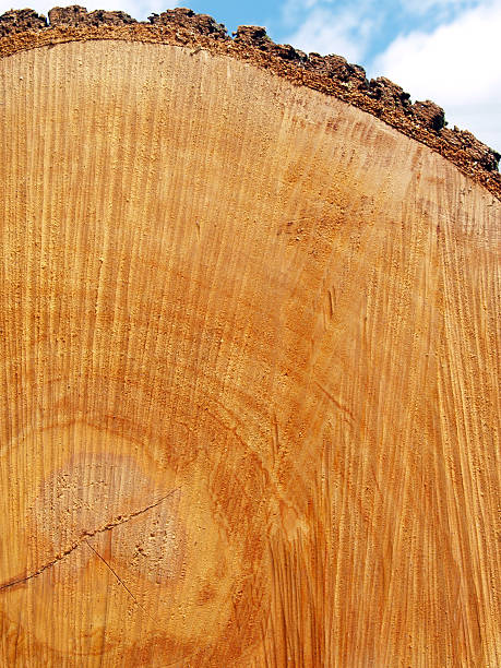End of Red Oak Log with Saw Marks, Growth Rings stock photo