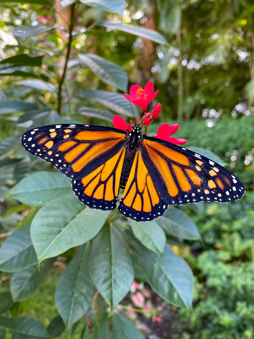 Endangered Monarch Butterfly drinking nectar from a red flower