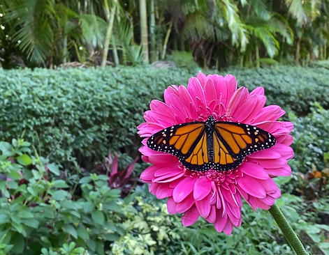 Endangered Monarch Butterfly on a hot pink Gerber Daisy